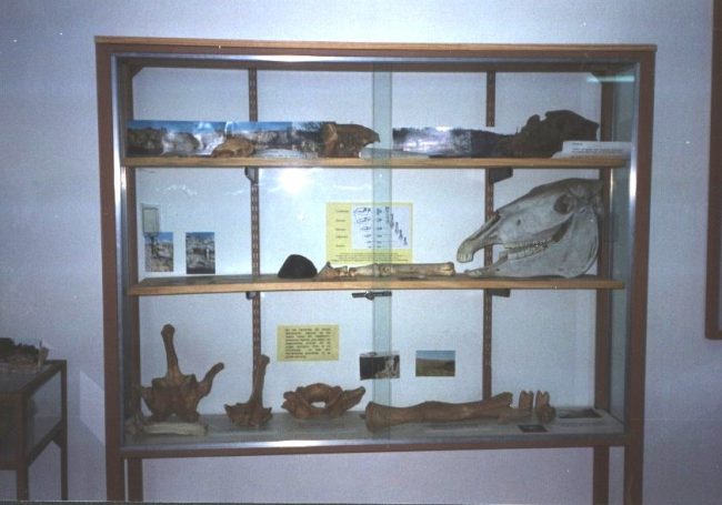 Museo de Historia Natural de la U.N.S.L.