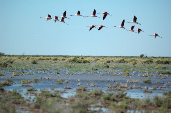 Laguna y flamencos