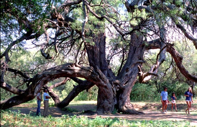 Algarrobo Abuelo - Merlo